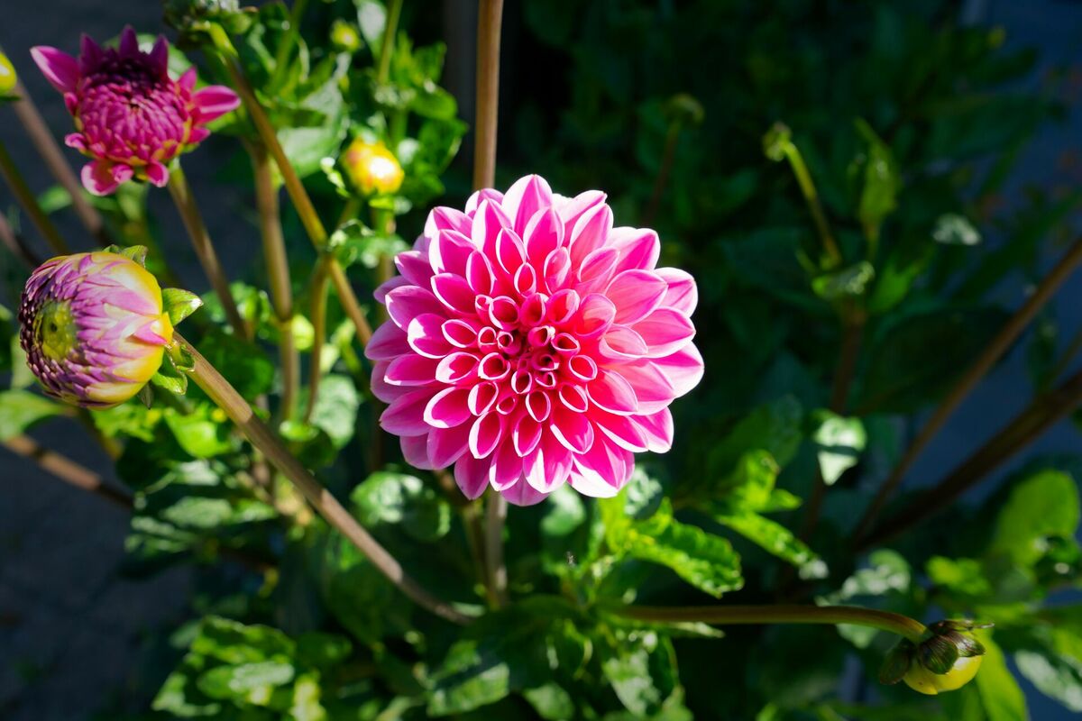 Foto: Unsplash