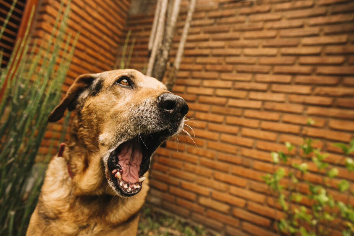 Foto: Magnific