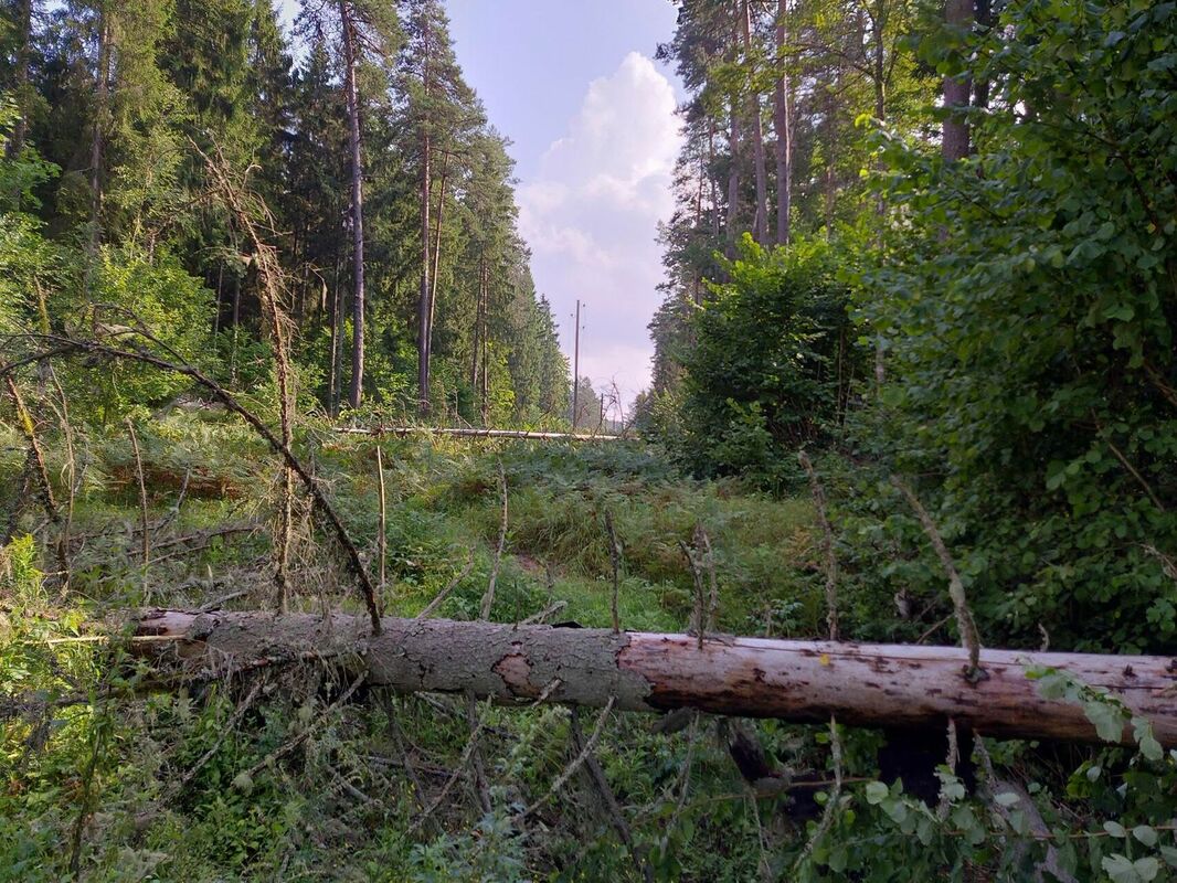 Foto: Sadales tīkls