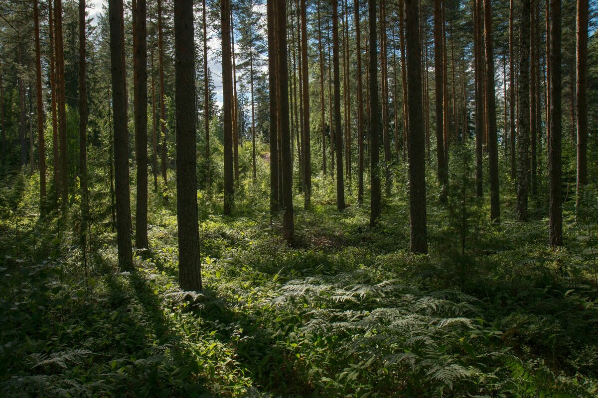 Foto: Unsplash