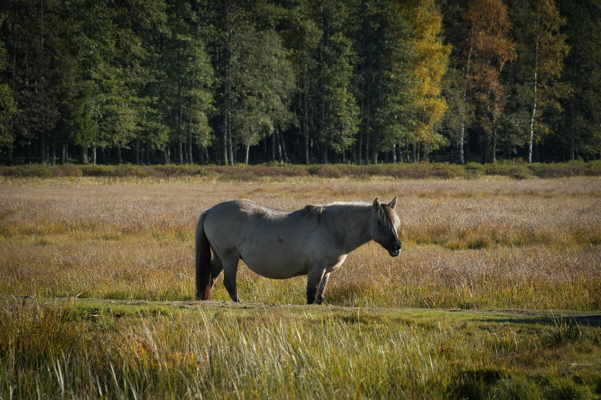 Foto: Edijs Pālens/LETA