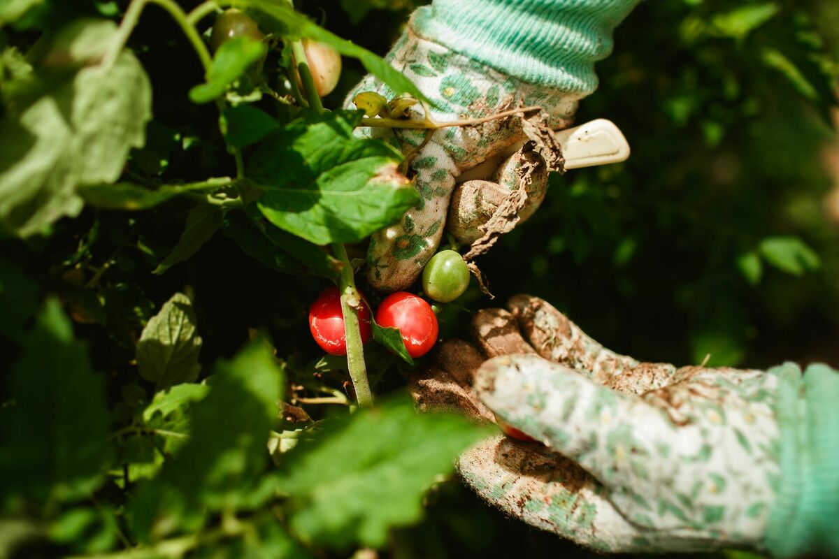 Foto: Pexels