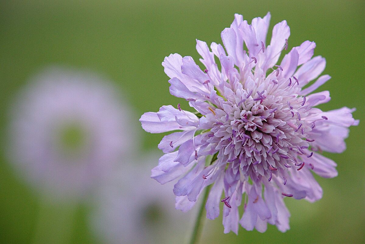 Foto; Pixabay