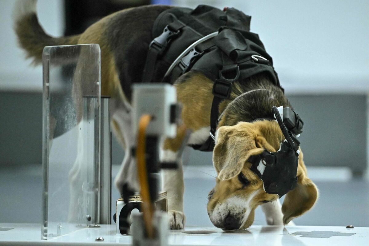"Dognosis" testi. Foto: scanpix/Idrees MOHAMMED / AFP