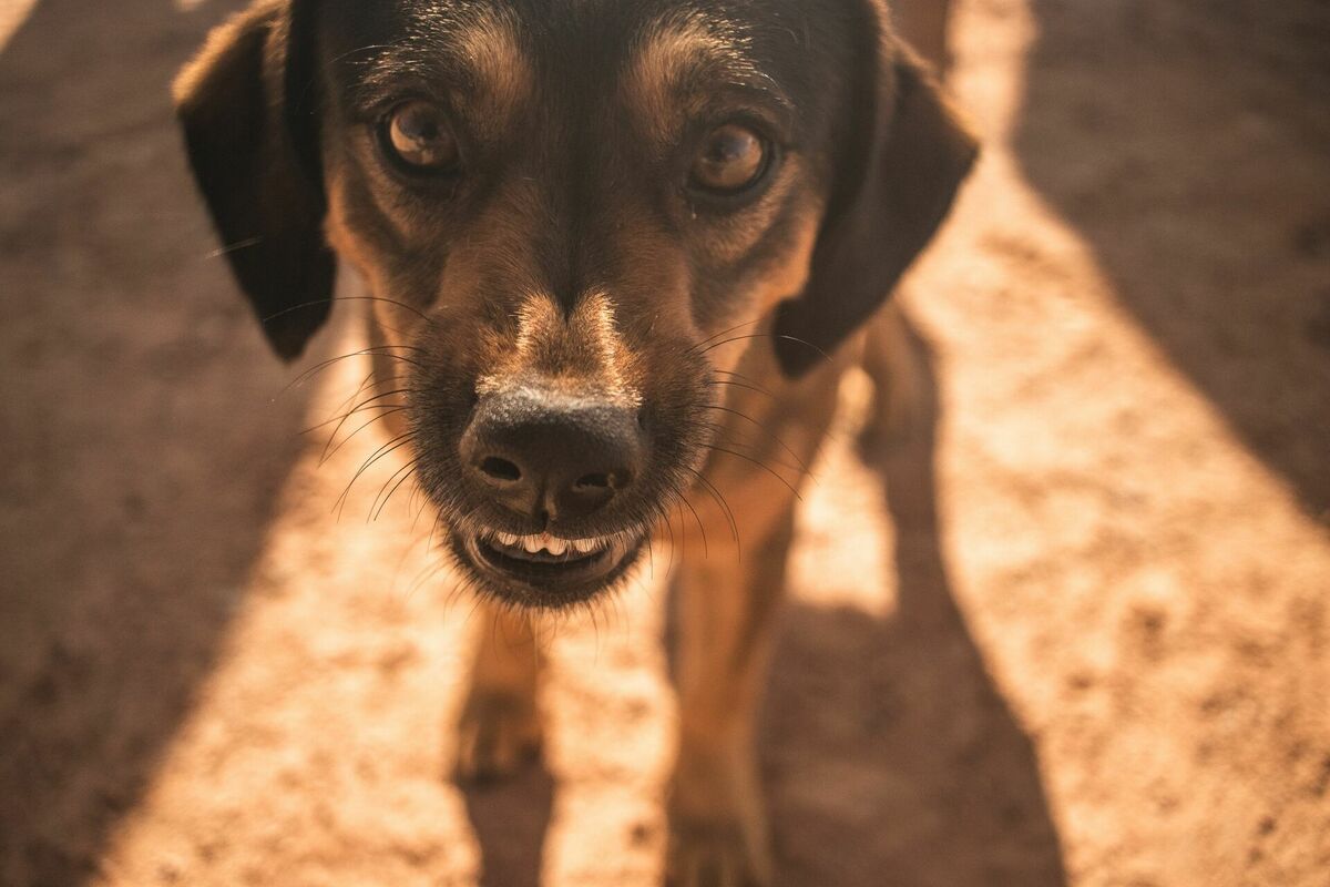 Foto: Pexels