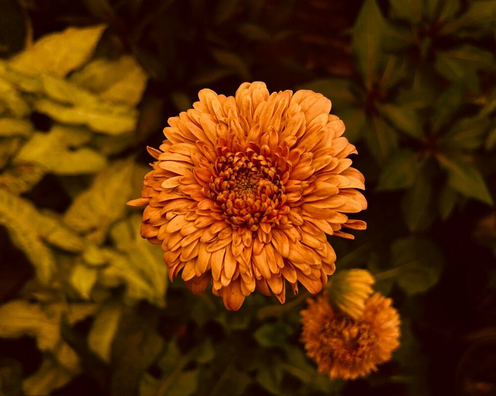 Foto: Pexels