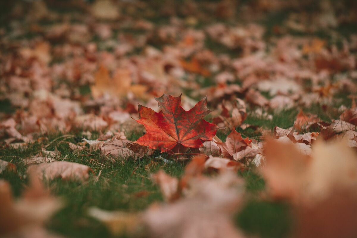 Foto: Pexels