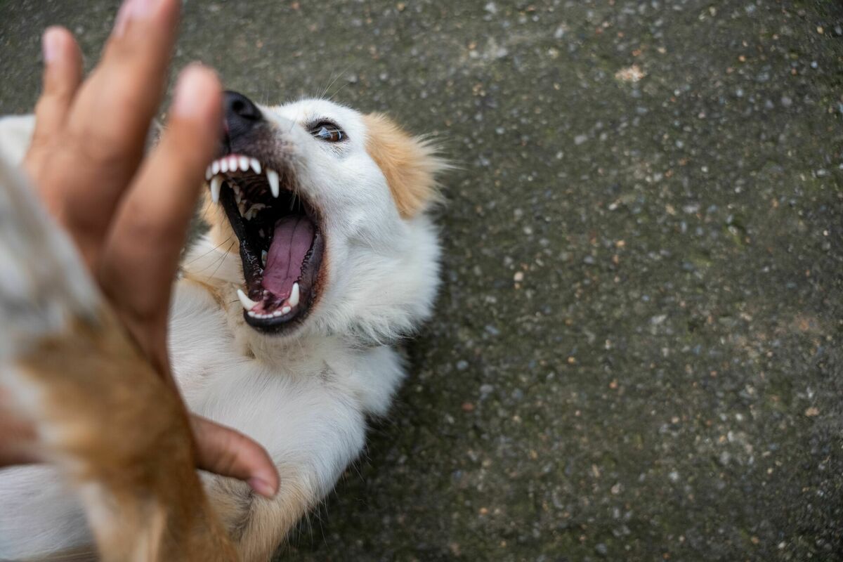 Foto: Pexels