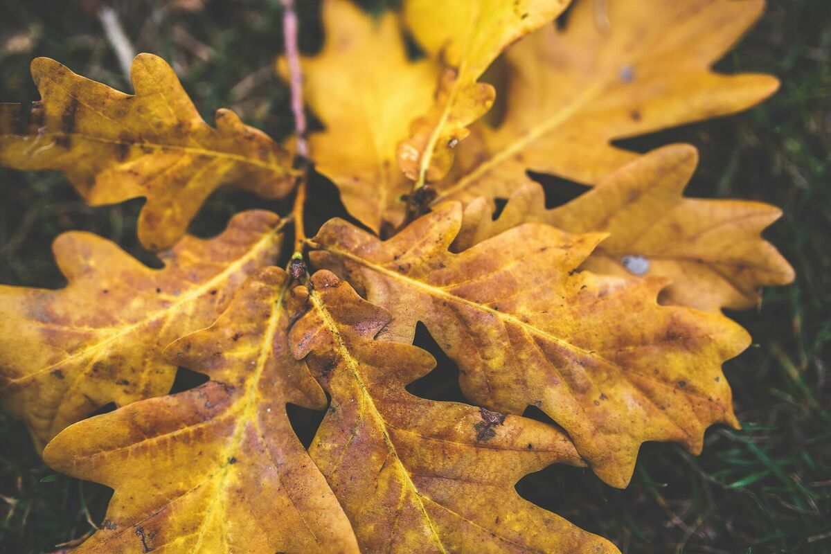 Foto: Pexels