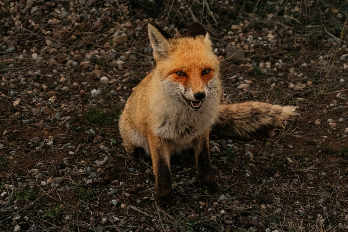 Foto: Pexels
