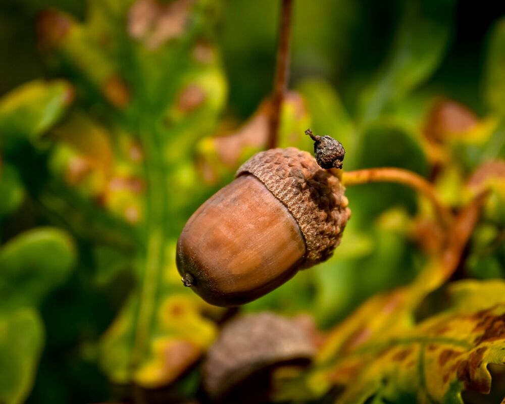 Foto: Pexels