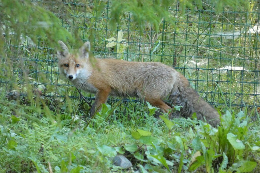Foto: Ilmārs Radziņš/Dabas aizsardzības pārvalde
