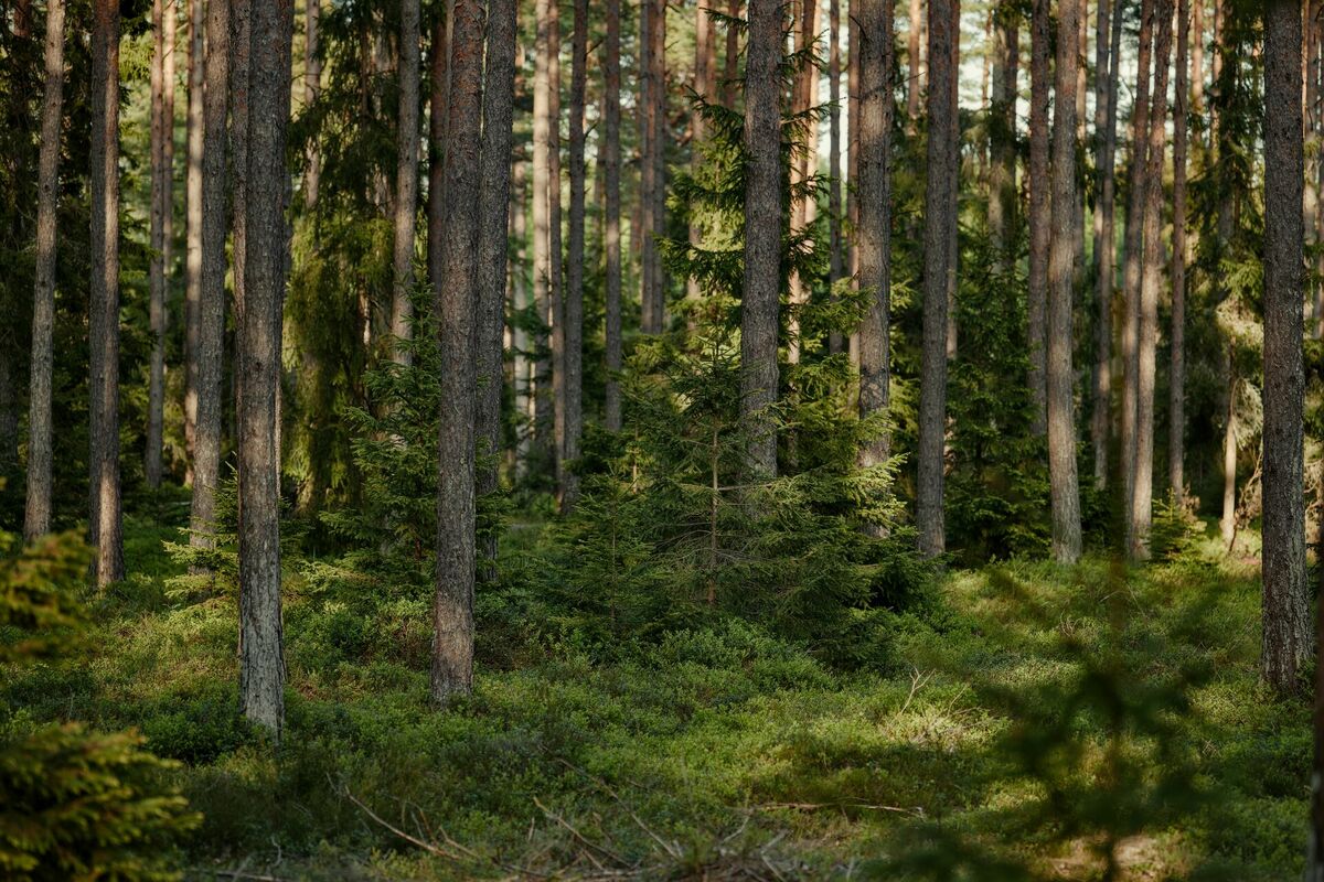 Foto: Pexels