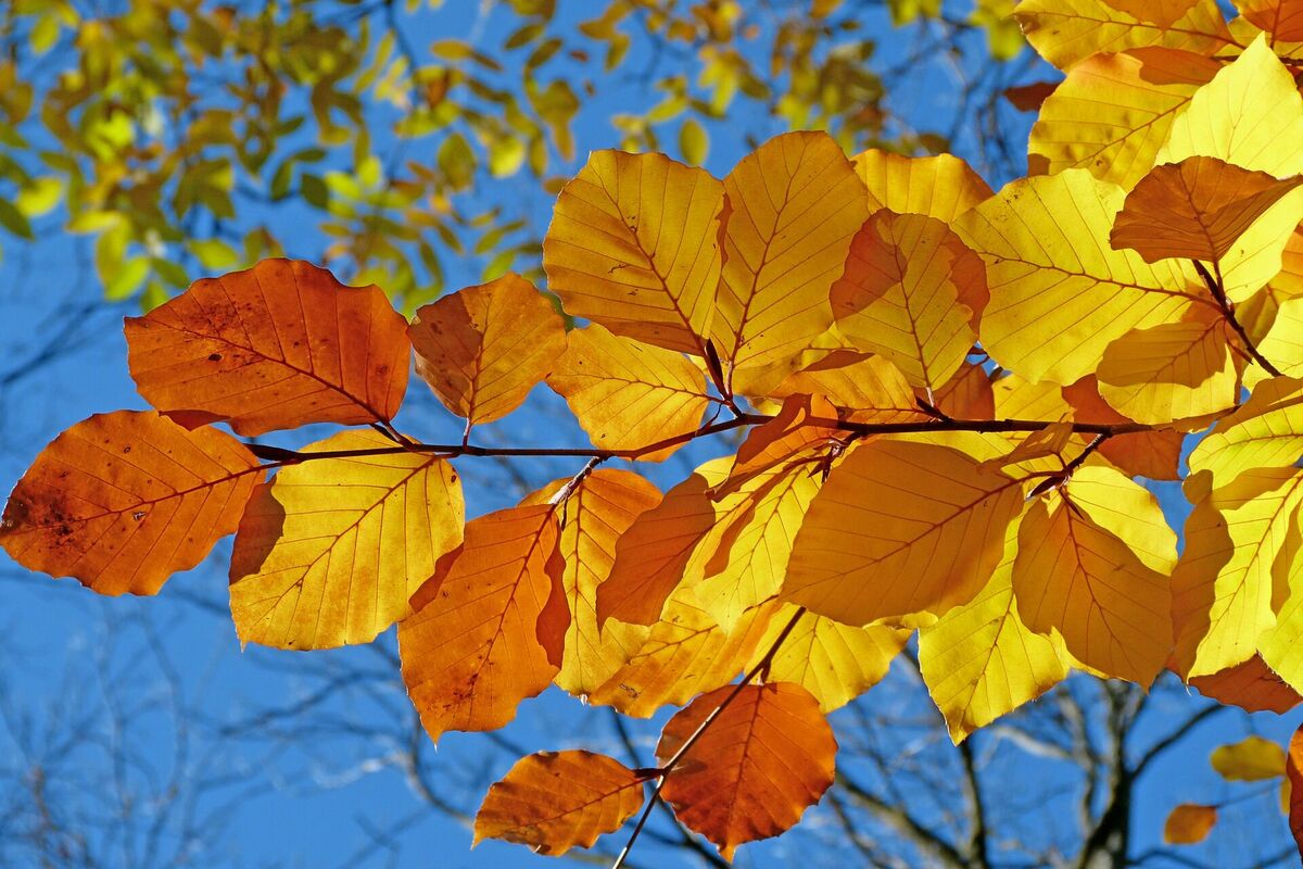 Foto: Pixabay
