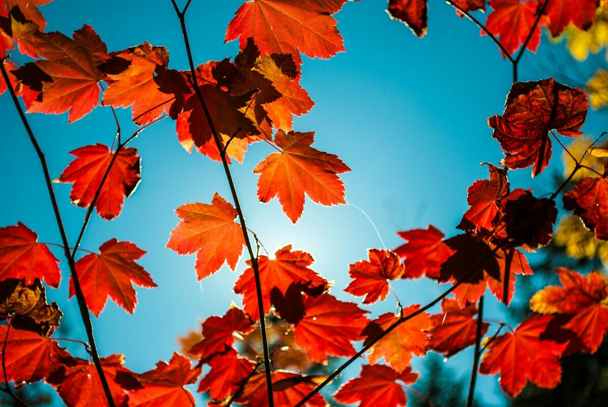 Foto: Unsplash