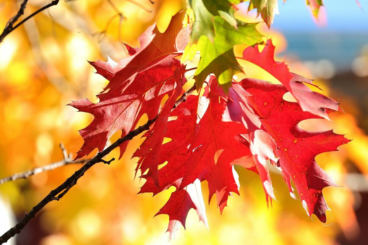 Foto: Pixabay