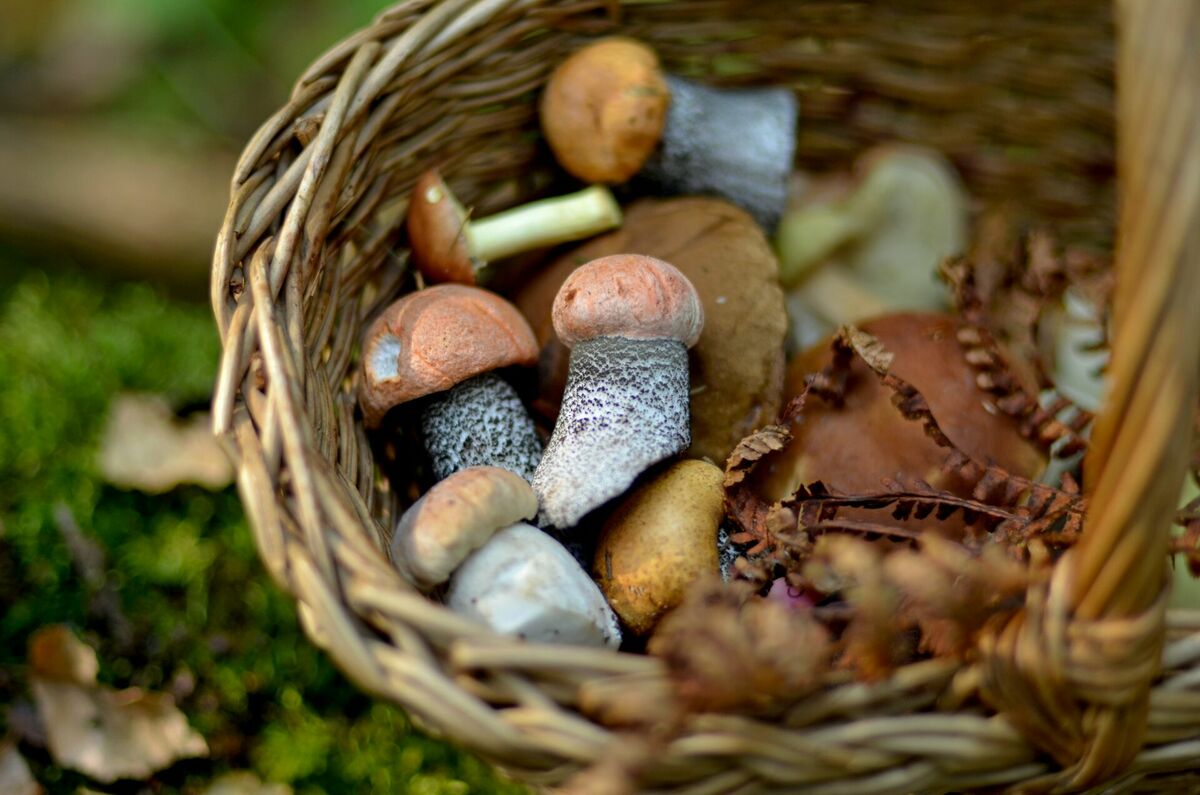 Foto: Unsplash
