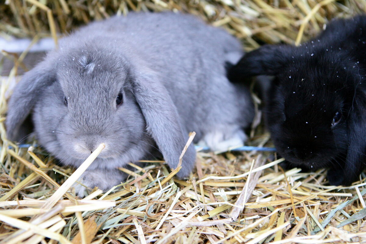 Foto: Edijs Pālens/LETA