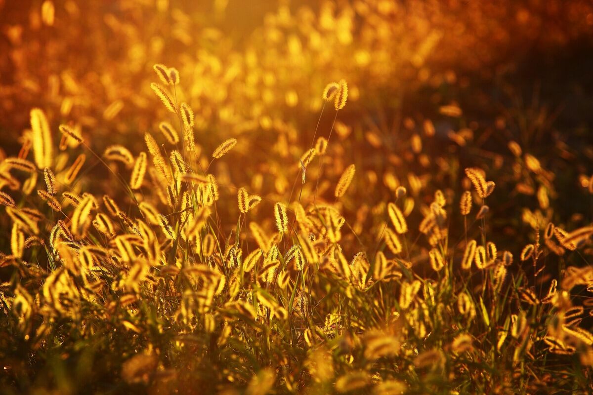 Foto: Pixabay
