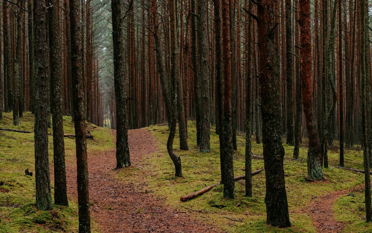 Foto: Kristaps Grundšteins/Unsplash