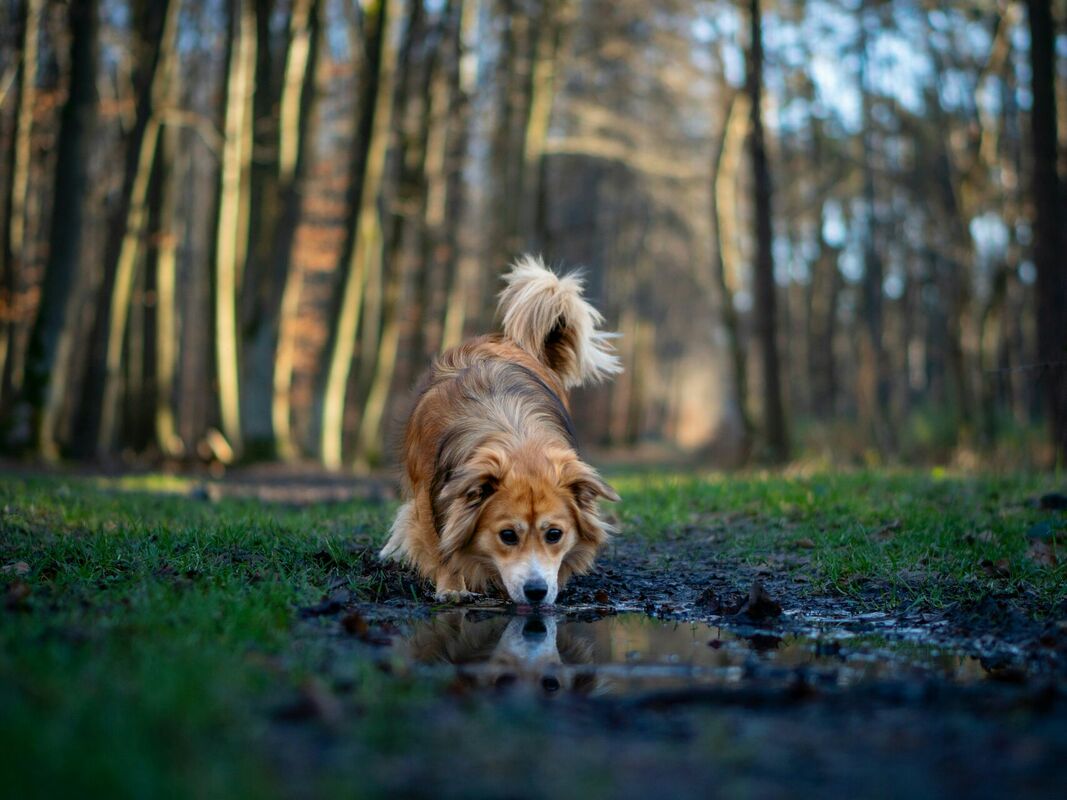 Foto: Unsplash
