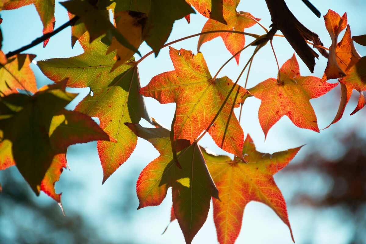 Foto: Unsplash