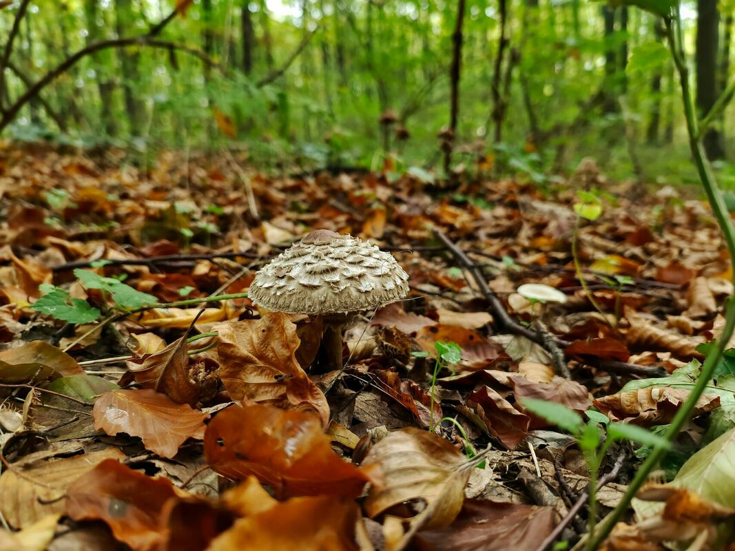 Foto: Unsplash
