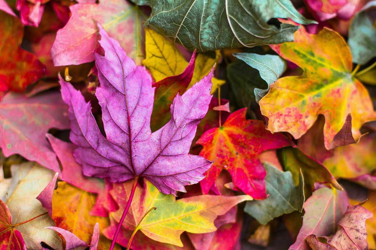 Foto: Unsplash