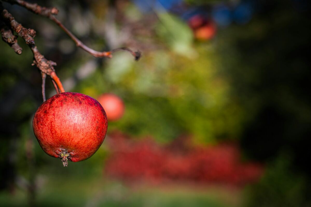 Foto: Unsplash