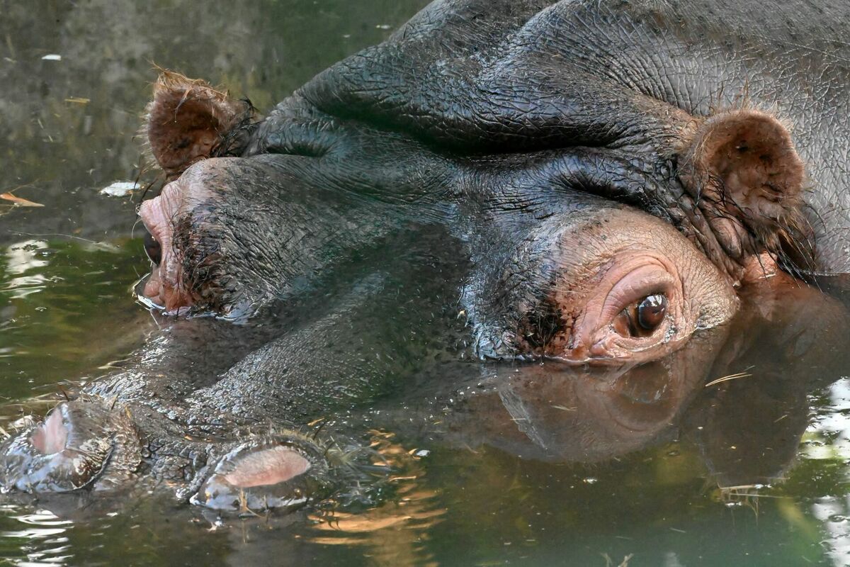 Foto: Rīgas Zoo